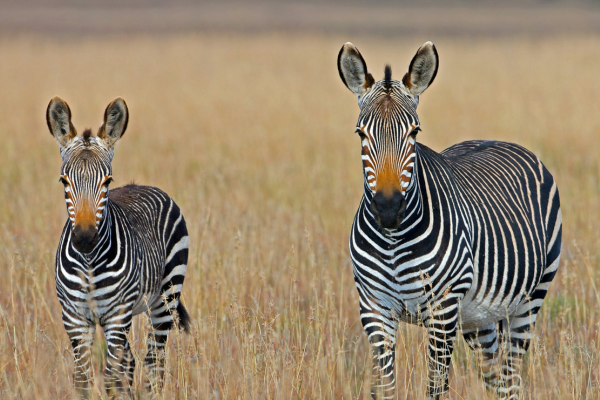 11 Day Essential South Africa (600 x 400)