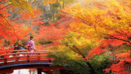 15 Day Inspired Japan - A Premium Solo Small Group Journey (1)