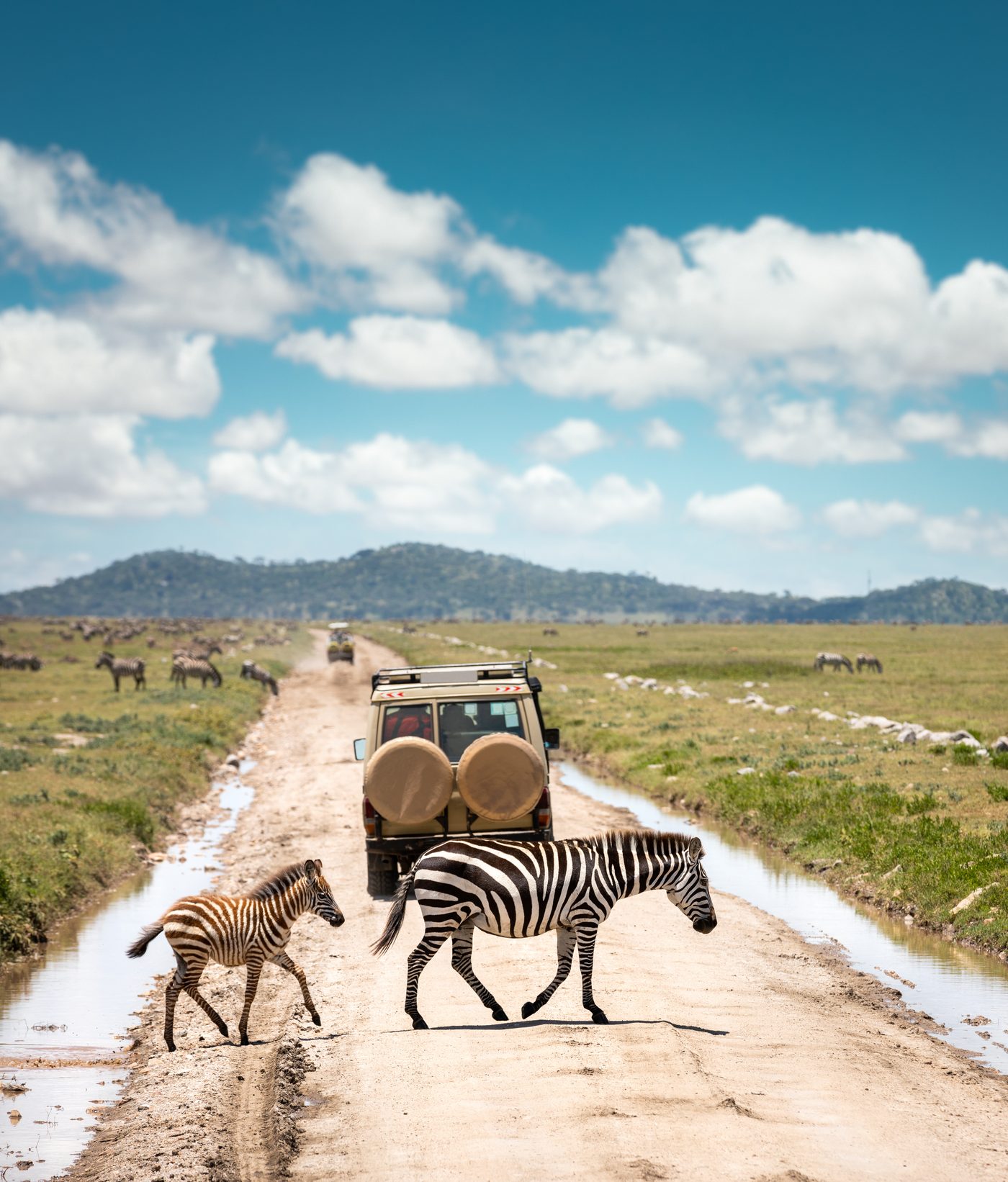 Zebras crossing in front of a game-drive vehicle on the Serengeti