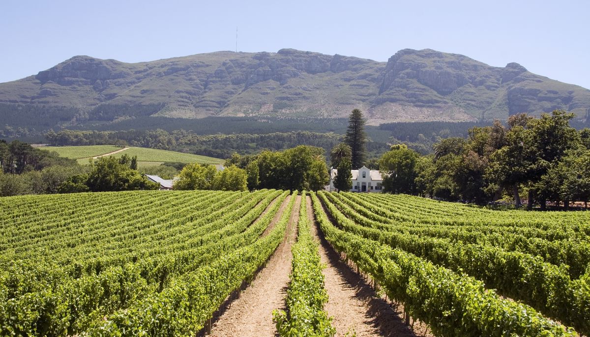 Cape Dutch homestead and vineyards in the Cape winelands
