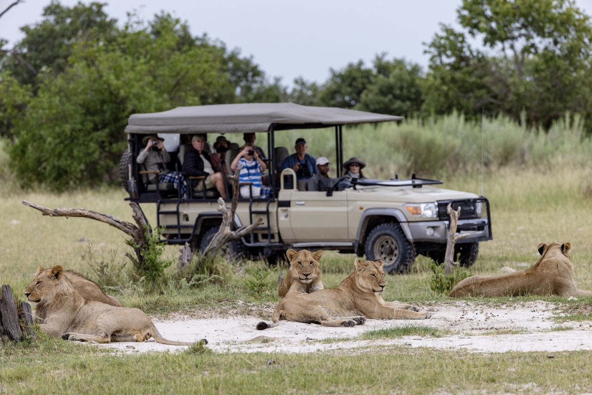 Lions beside a game-drive vehicle