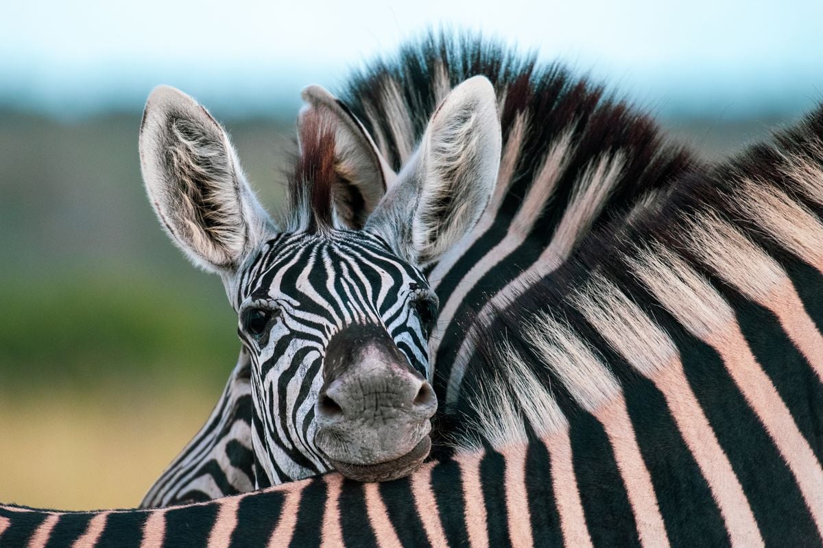 Plains zebra