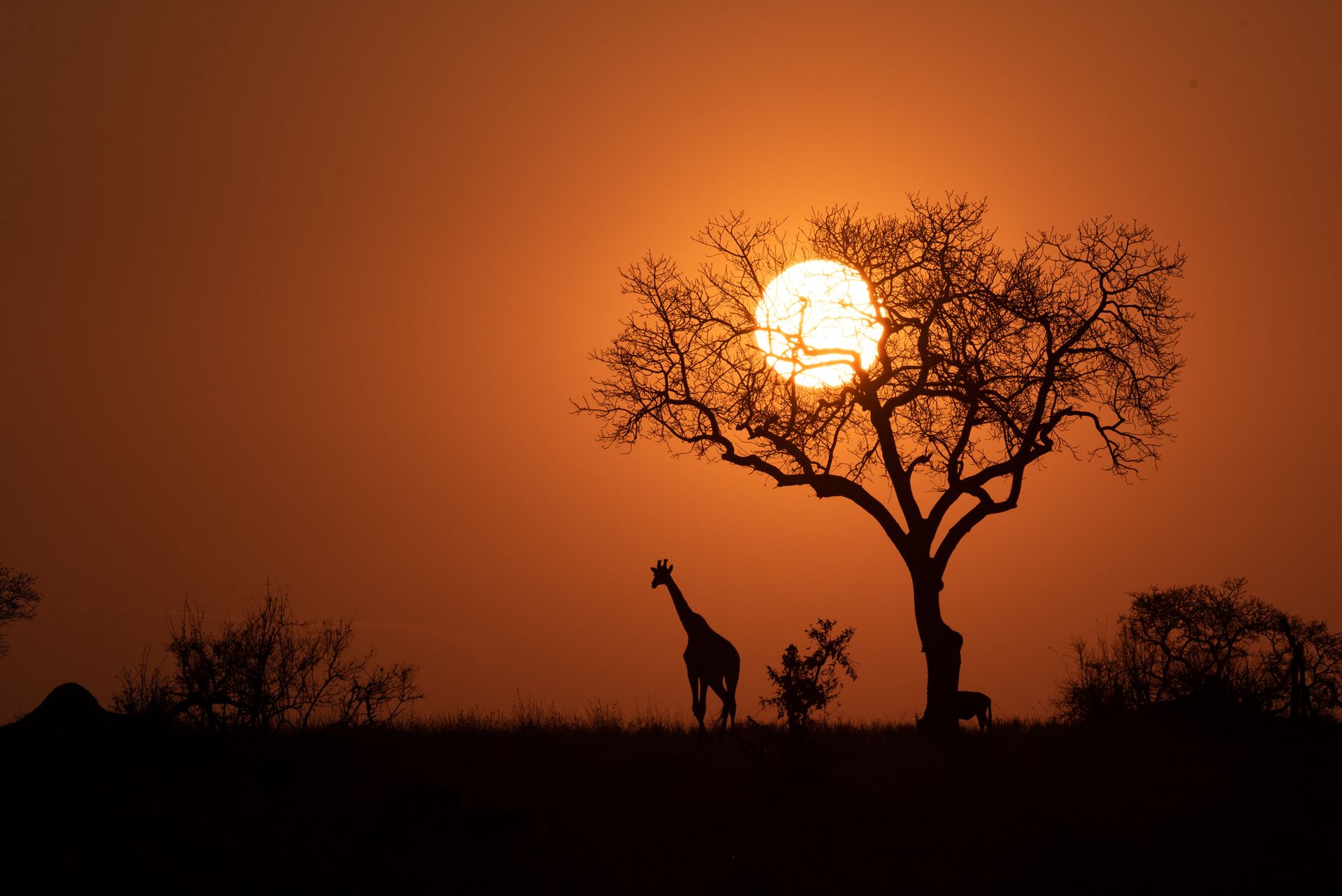 A giraffe beneath an acacia tree at sunset on the African savannah