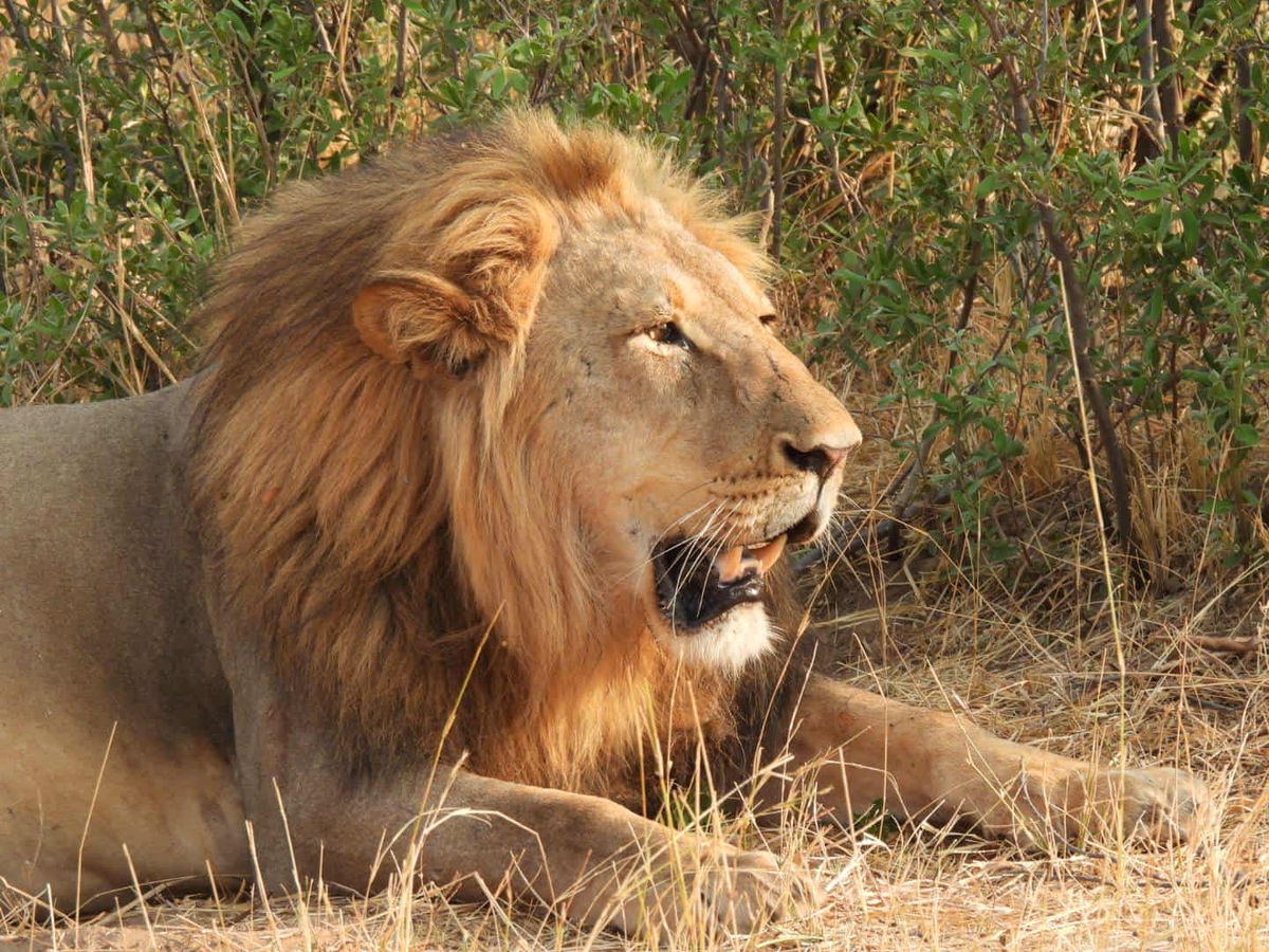 A male lion resting in the long grass
