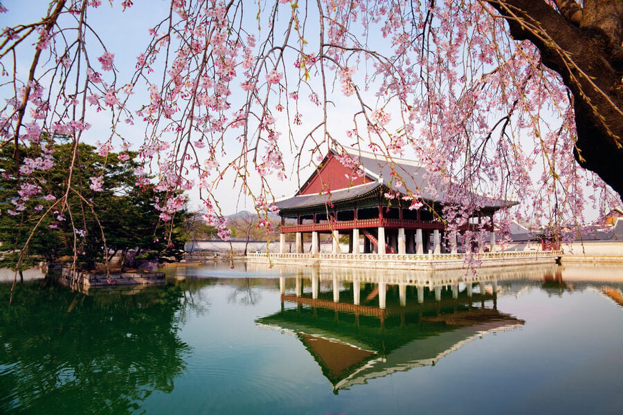 Cherry blossoms by a traditional pavilion