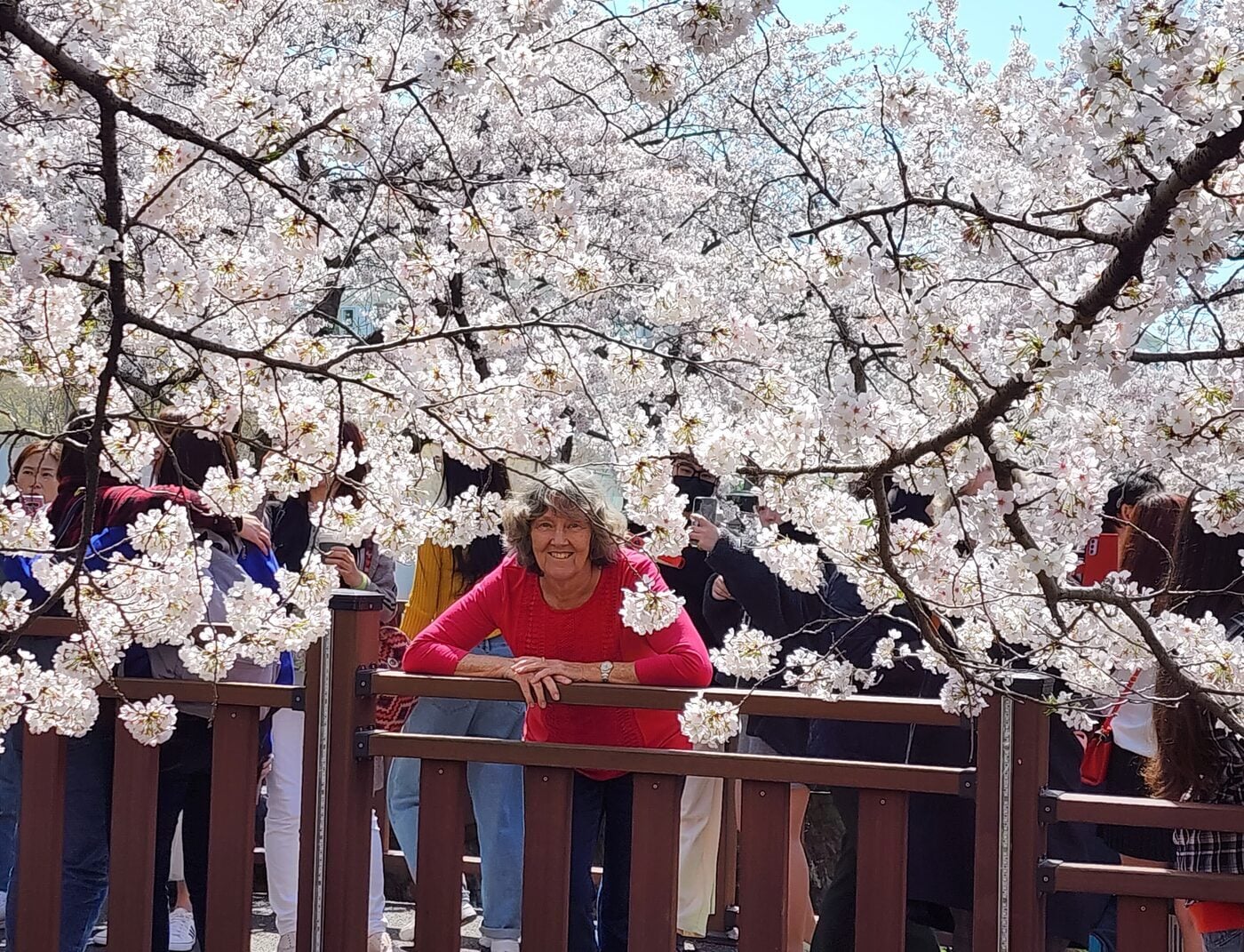 Traveller among cherry blossoms at the Jinhae Cherry Blossom Festival