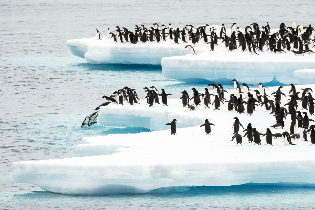 Adelie penguins on an ice floe in Antarctica