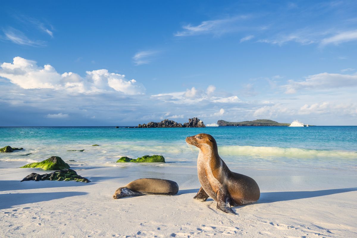 Sea lions on a white-sand beach in the Galapagos Islands
