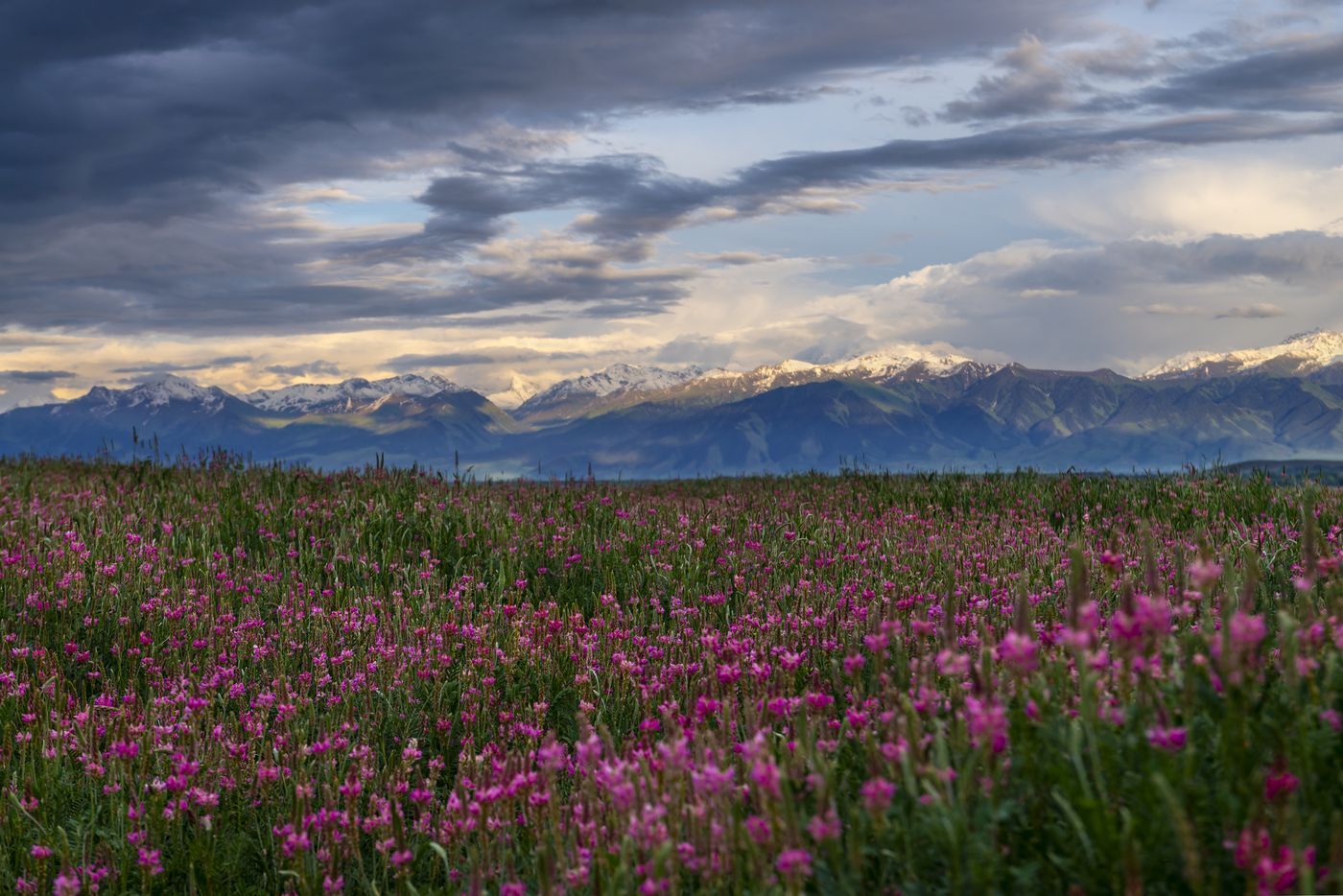 Spring wildflowers below the Tian Shan mountains, Kyrgyzstan - 25 Day Timeless Stans