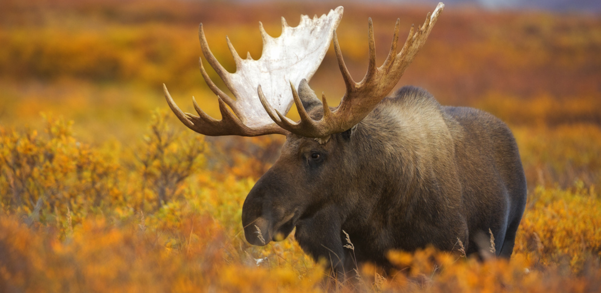 Bears, Moose And Wolves!